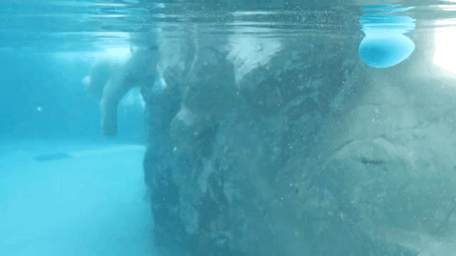 🐧 아사히야마 동물원 이미지 4